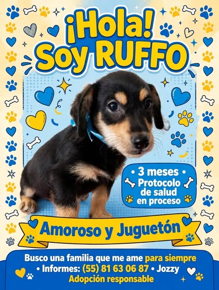 Dog for adoption