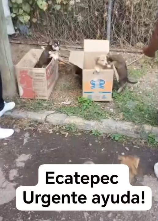 Perro en adopción