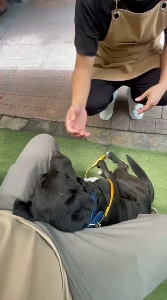 Dog for adoption