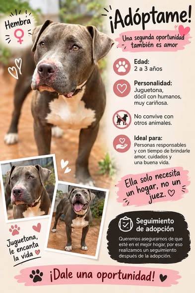 Dog for adoption