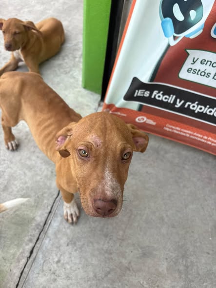 Perro en adopción
