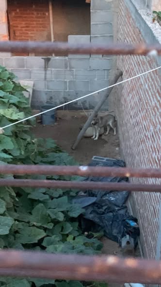 Perro en adopción