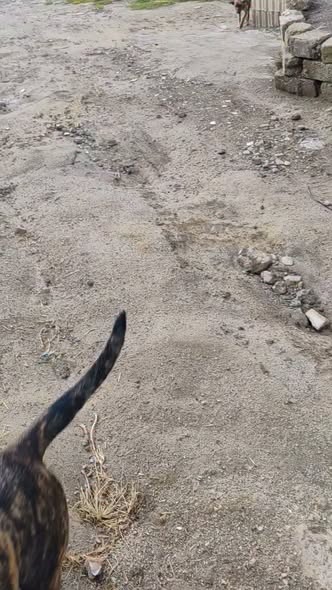 Dog for adoption