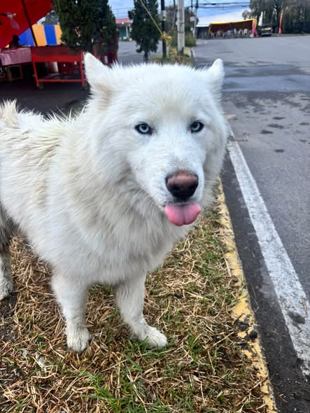 Perro en adopción