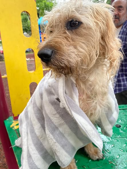 Dog for adoption