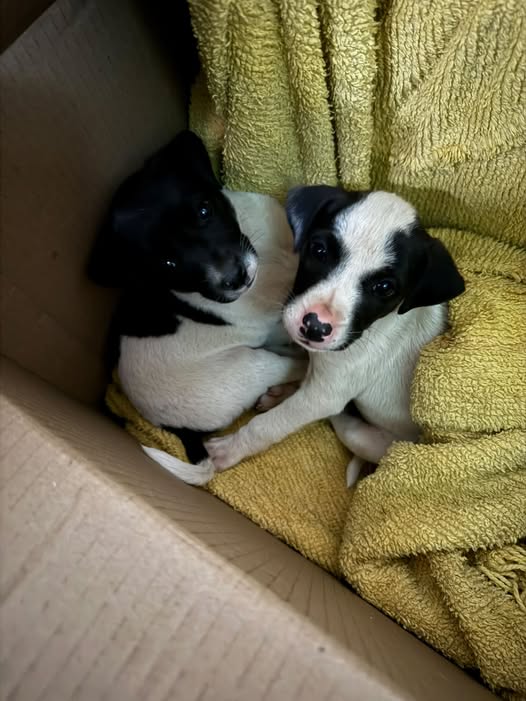 Dog for adoption