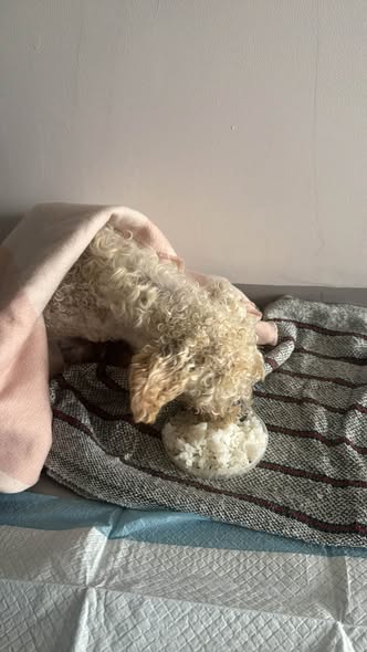 Dog for adoption