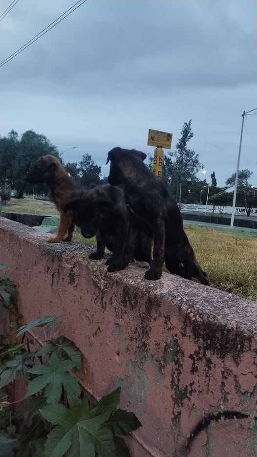 Dog for adoption