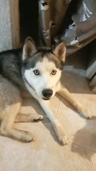 Dog for adoption