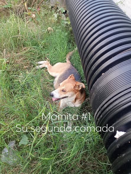 Perro en adopción