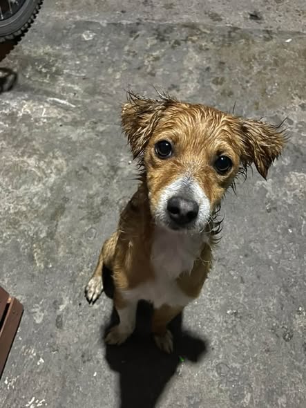 Dog for adoption