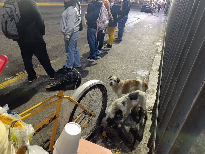 Dog for adoption