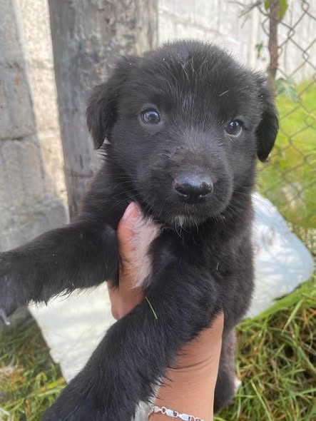 Perro en adopción