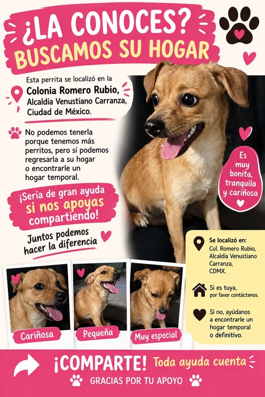 Perro en adopción