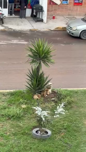 Dog for adoption