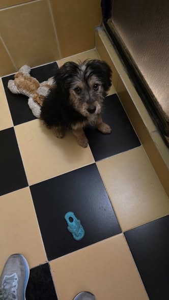Dog for adoption