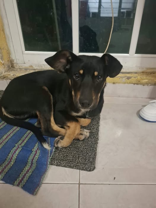 Perro en adopción