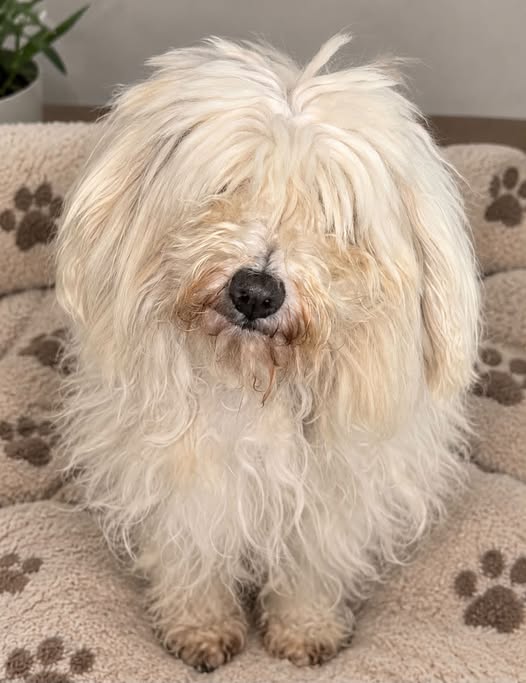 Perro en adopción