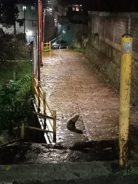 Perro en adopción
