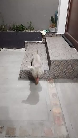 Perro en adopción