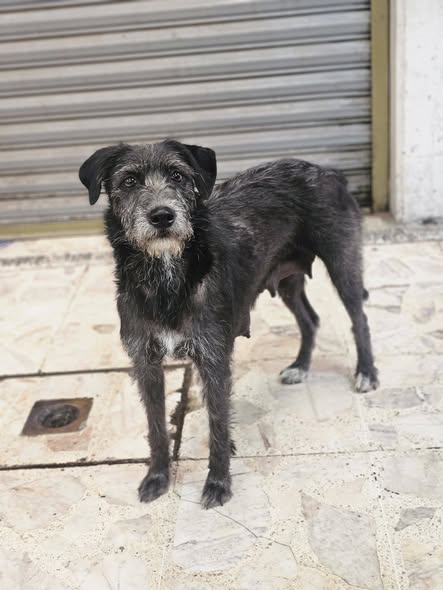 Dog for adoption