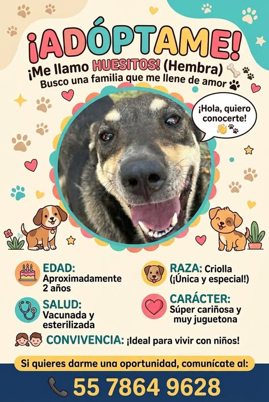 Dog for adoption