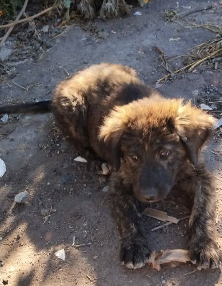Dog for adoption
