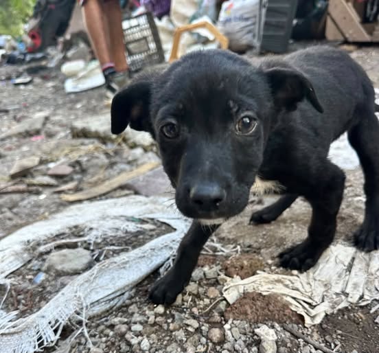 Perro en adopción