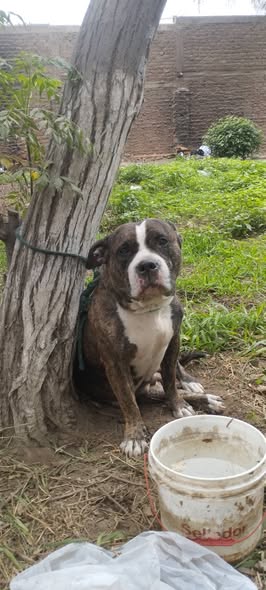 Dog for adoption