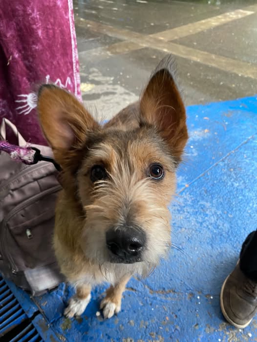 Perro en adopción