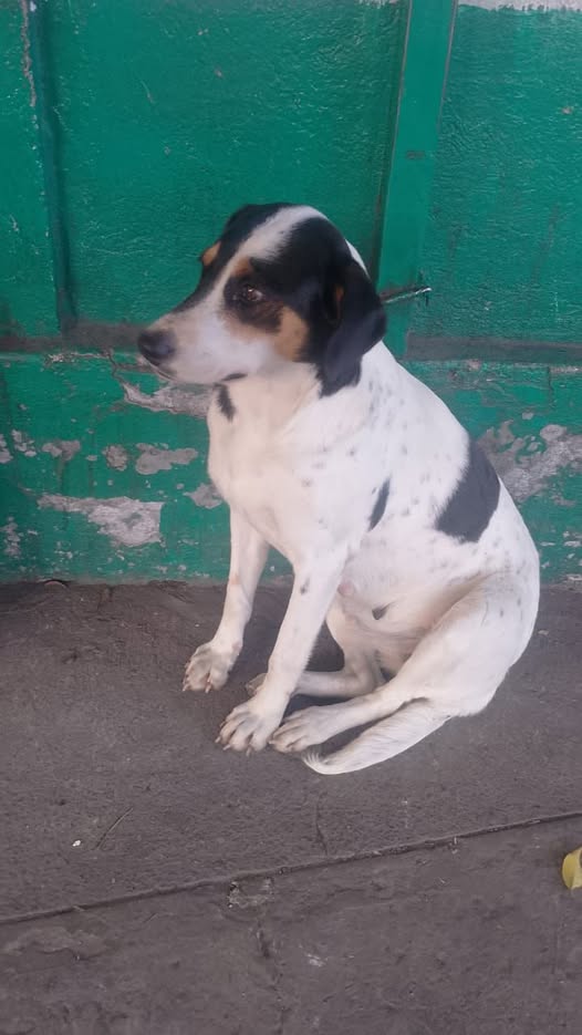 Perro en adopción