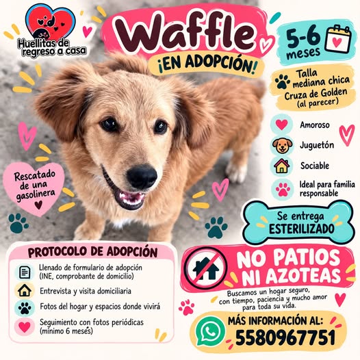 Perro en adopción