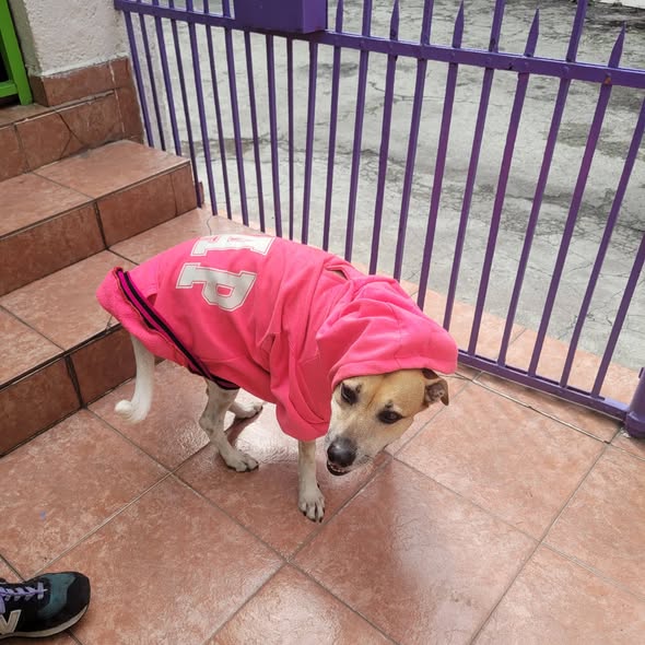 Perro en adopción