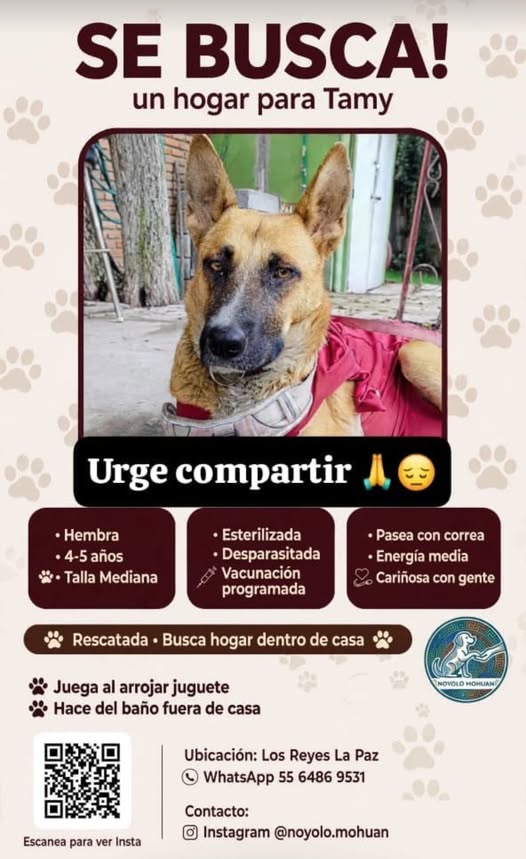 Dog for adoption
