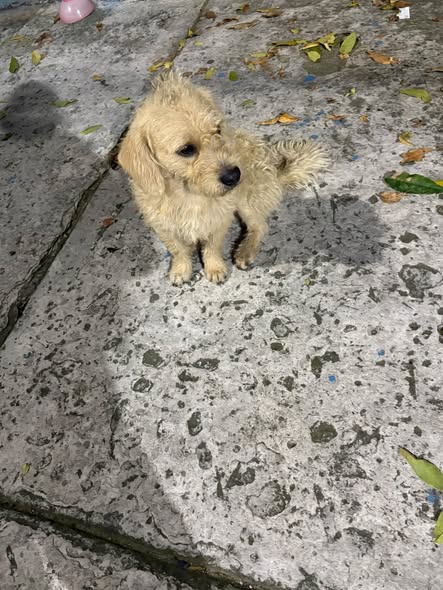 Dog for adoption