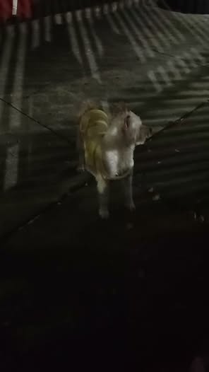 Perro en adopción