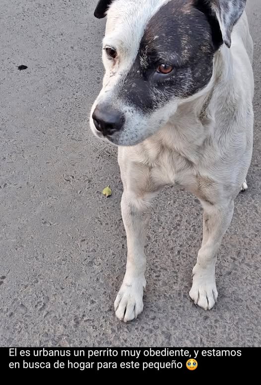 Perro en adopción