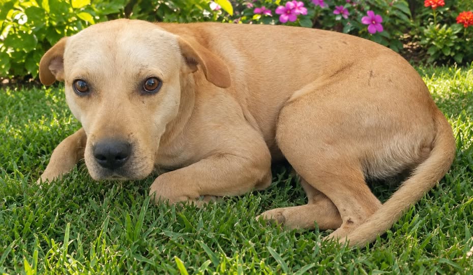 Dog for adoption