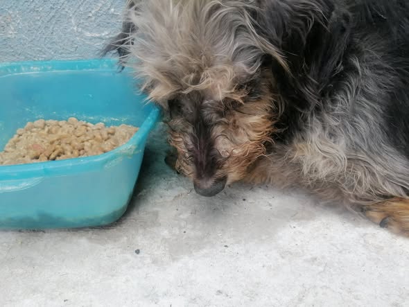 Dog for adoption
