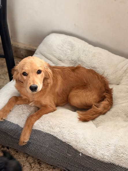 Dog for adoption