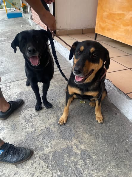 Perro en adopción