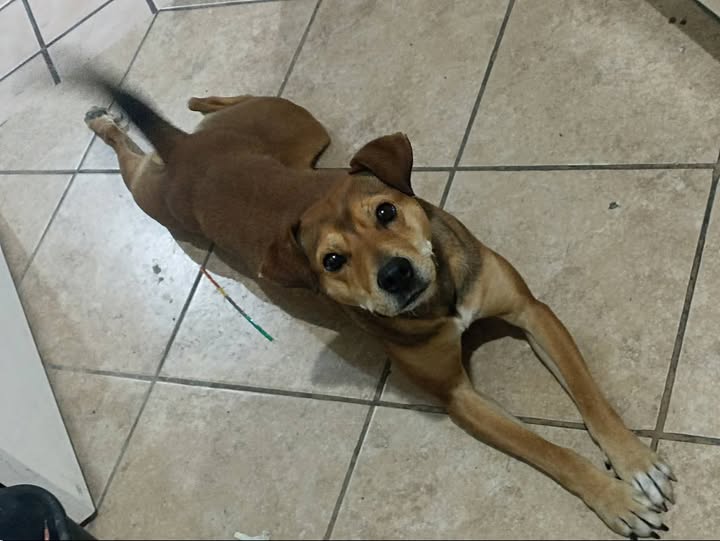 Dog for adoption