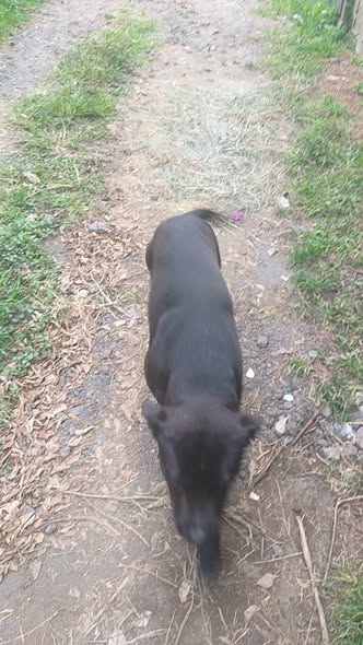 Perro en adopción