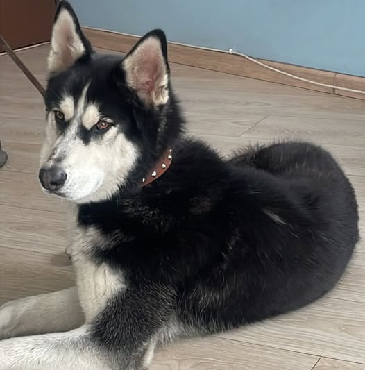 Perro en adopción