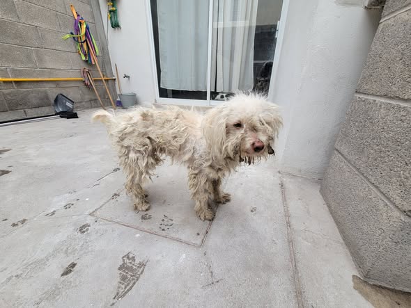Dog for adoption