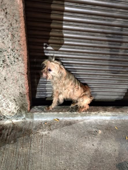 Perro en adopción