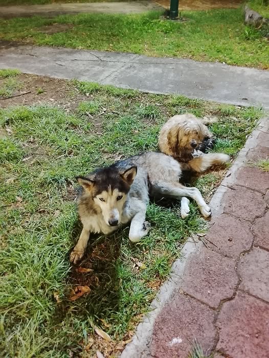 Dog for adoption