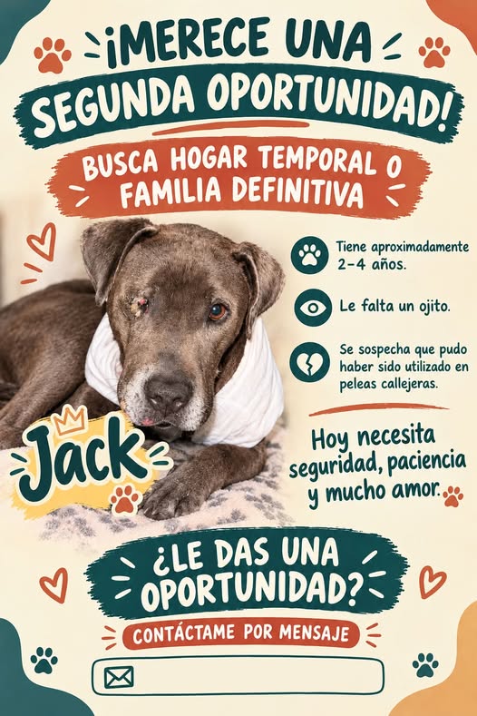 Perro en adopción
