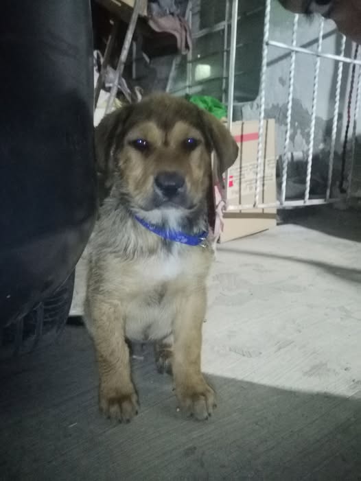 Dog for adoption