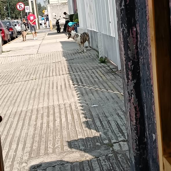 Perro en adopción